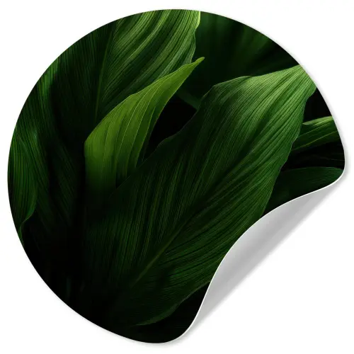Bladeren - Schaduw - Groen - Textuur Wandcirkel behangsticker klein -3d