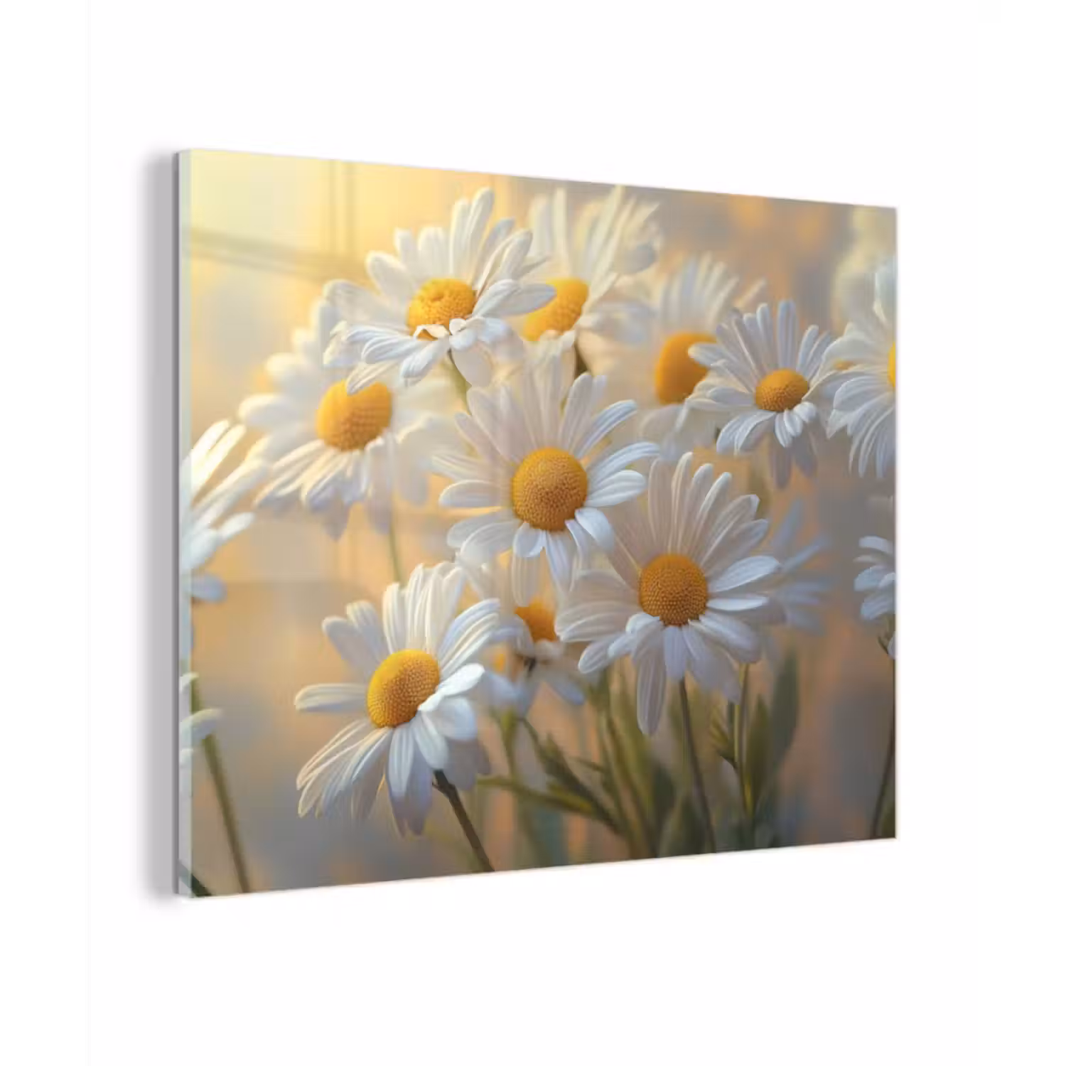 Glas schilderij - Madeliefjes - Wit - Zonlicht