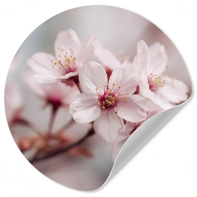 Bloesems - Meeldraden - Geel - Wazig Wandcirkel behangsticker klein -3d