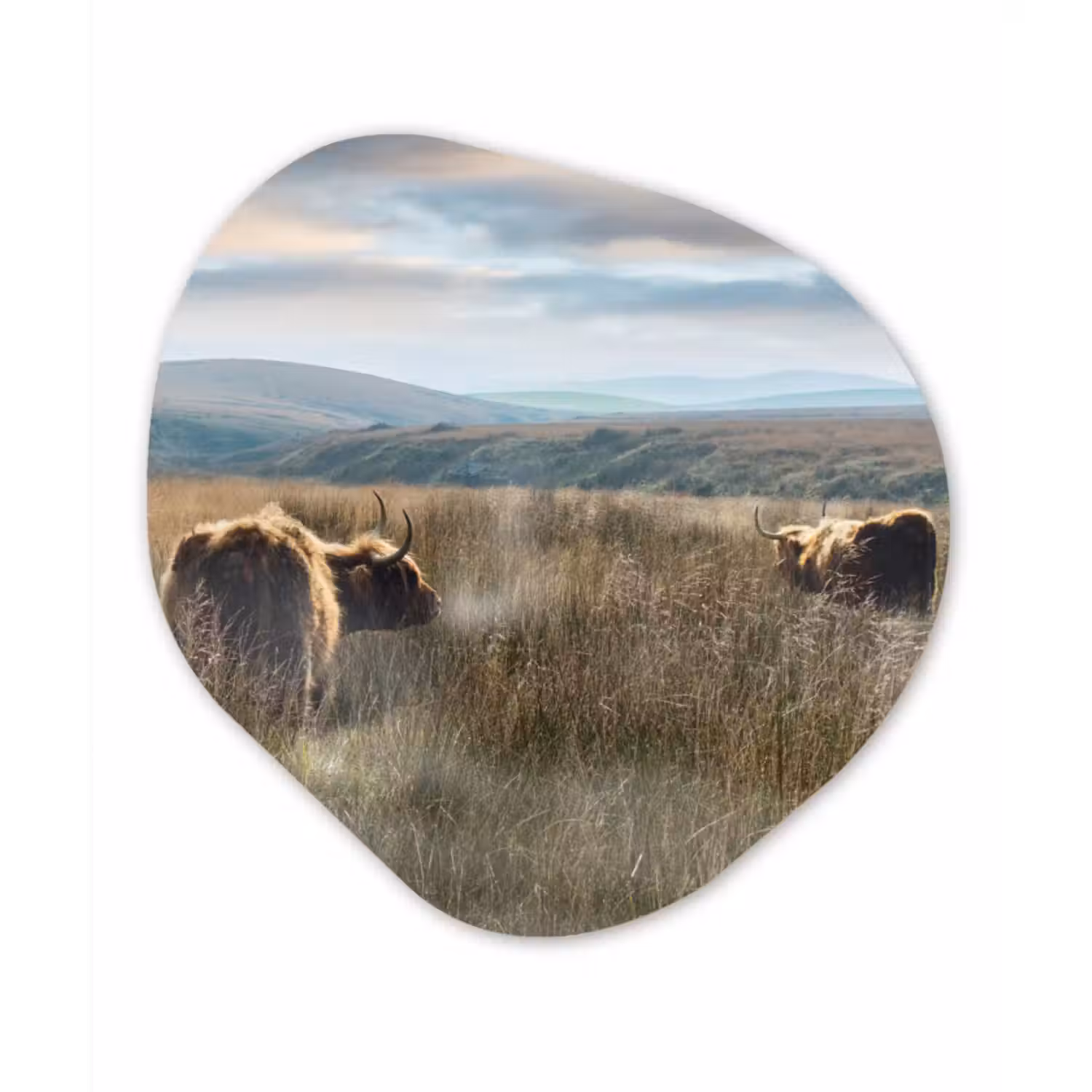 Organische Formen – Aluminium – Schotse Hooglanders - Mist - Gras