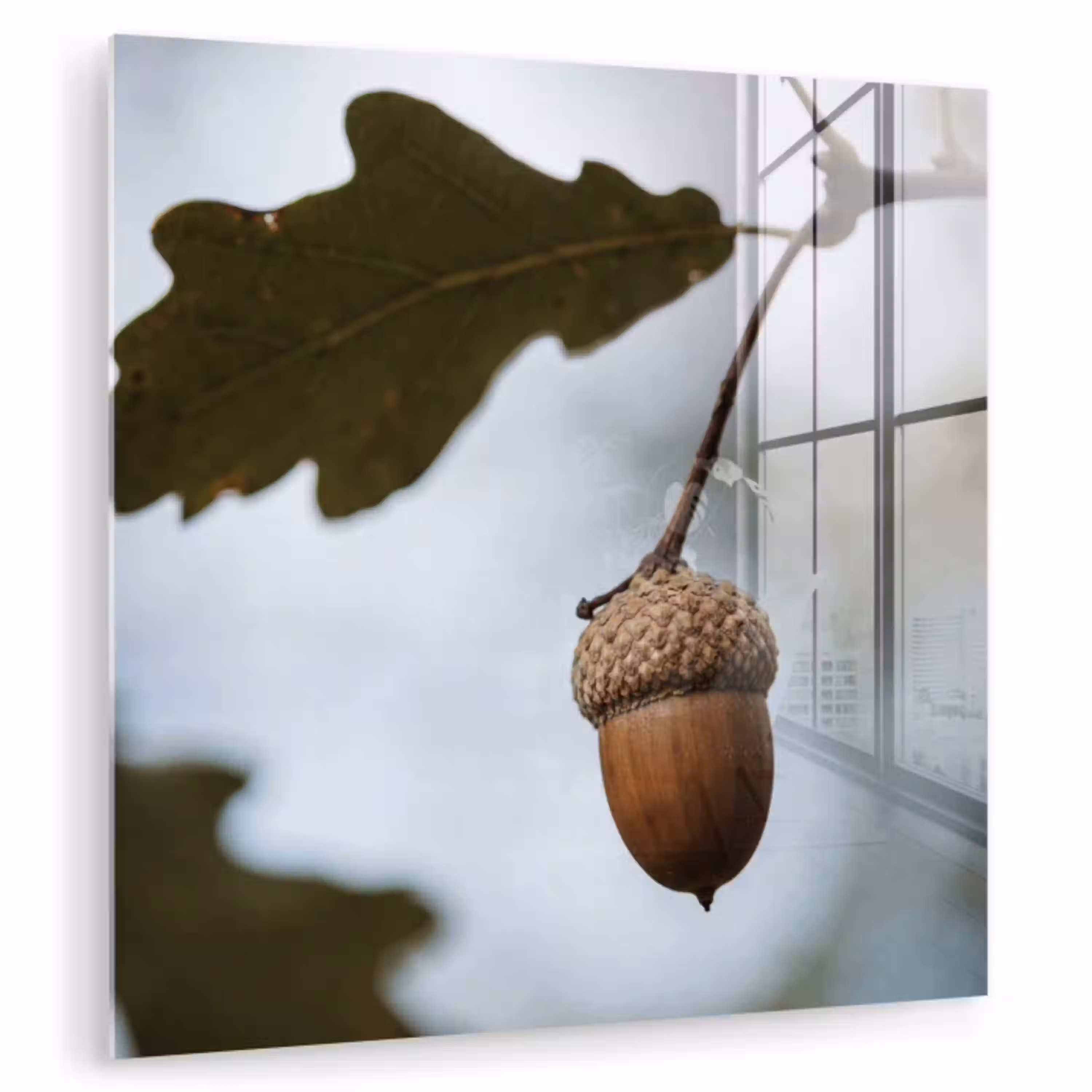 Eikel - Eikenblad - Bos - Herfst - Natuur plexiglas 5mm klein -zzzproduct_nieuw