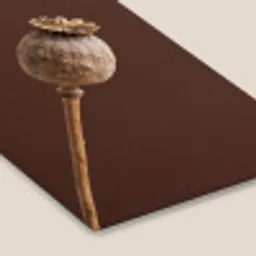Papaverbol - Droogbloem - Bruin - Minimalistisch fotolijst zwart zonder passe partout klein -zsfeer6