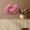 Roze - Roos - Romantisch PET vilt klein -sfeer4