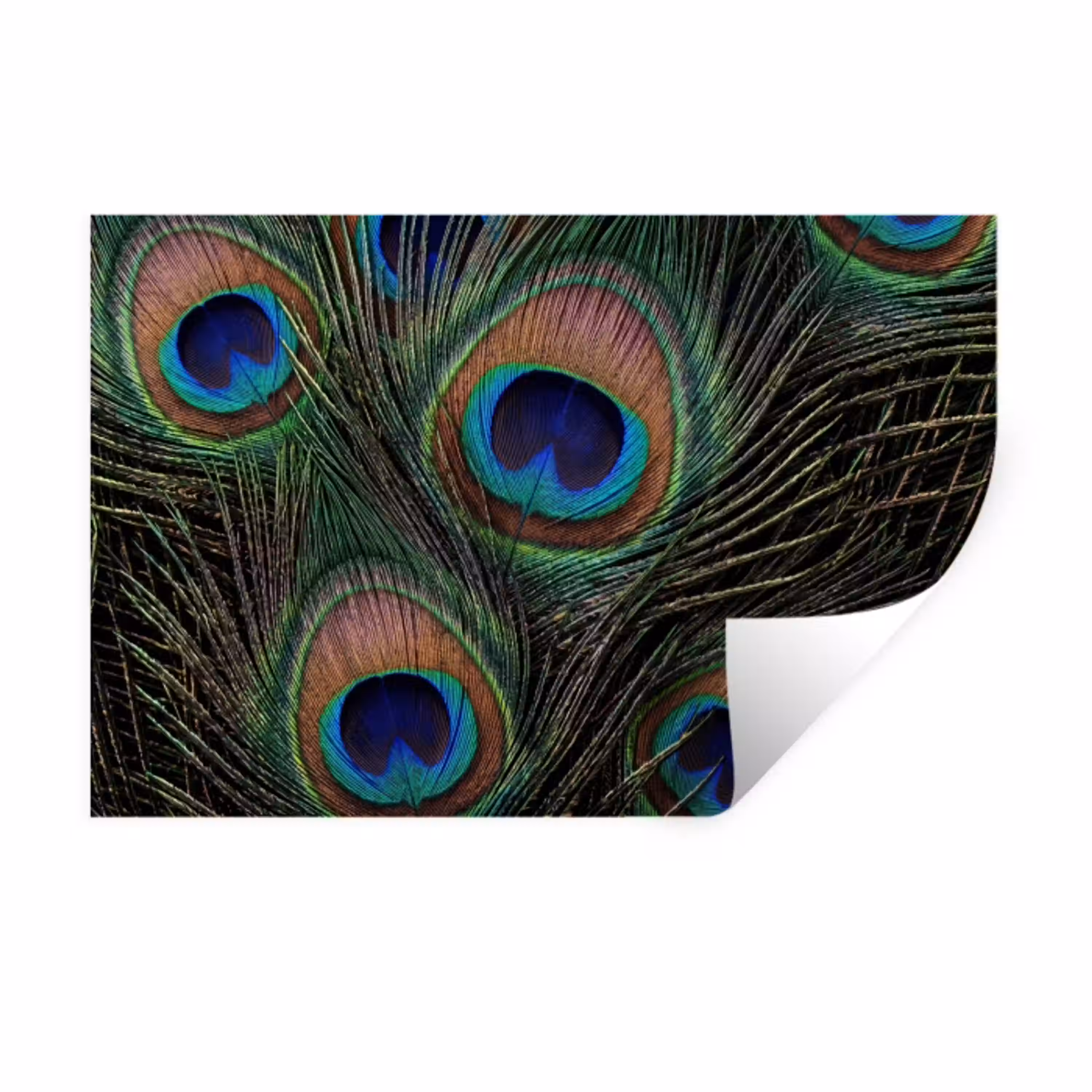 Pauwenveren - Klassiek - Groen Muursticker klein -3d