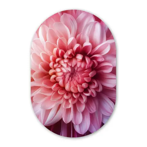Dahlia - Bloem - Close up - Roze Wandcirkel Ovaal Glas middel -3d