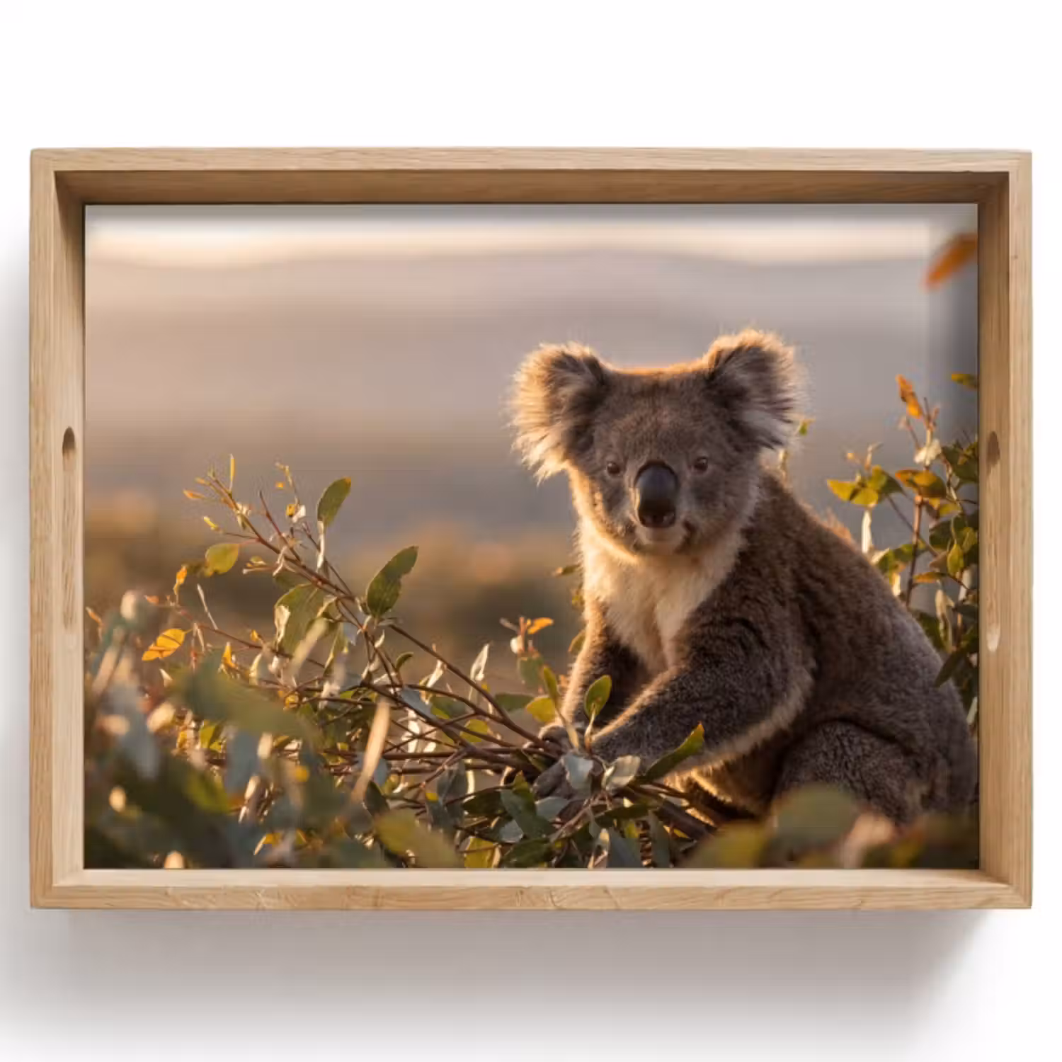 Dienblad - Koala - Bladeren - Ochtendlicht