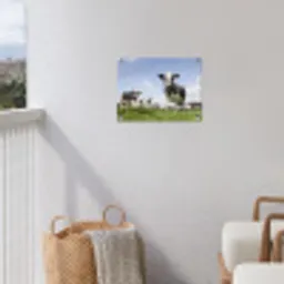 Koeien in de weide onder een heldere lucht tuinposter los doek klein -sfeer8
