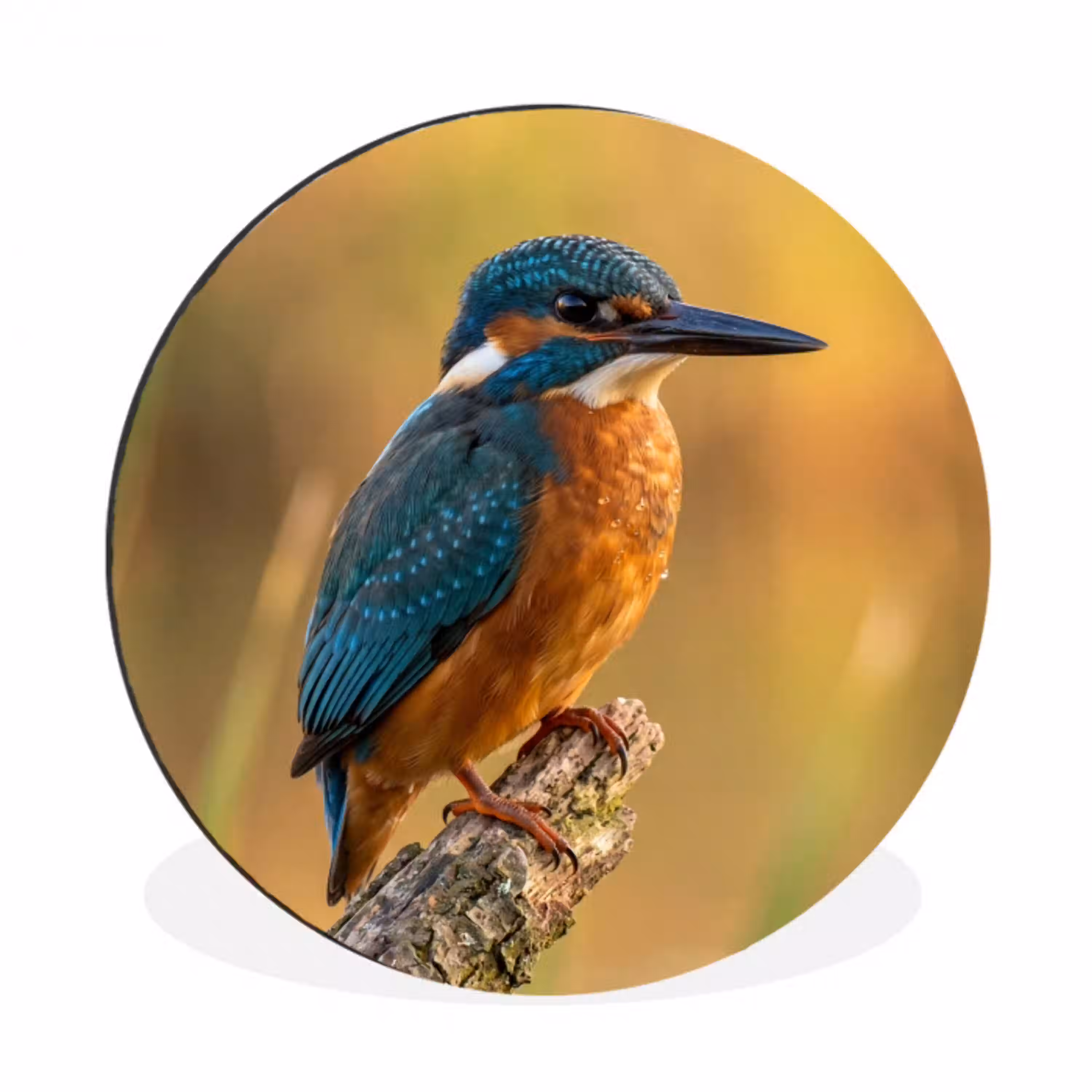 IJsvogel - Tak - Water - Kleurrijk - Levendig Wandcirkel aluminium klein -3d