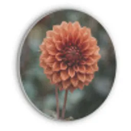 Dahlia - Bloem - Natuur - Sfeervol Akoestische PET Vilt - Rond klein -3d