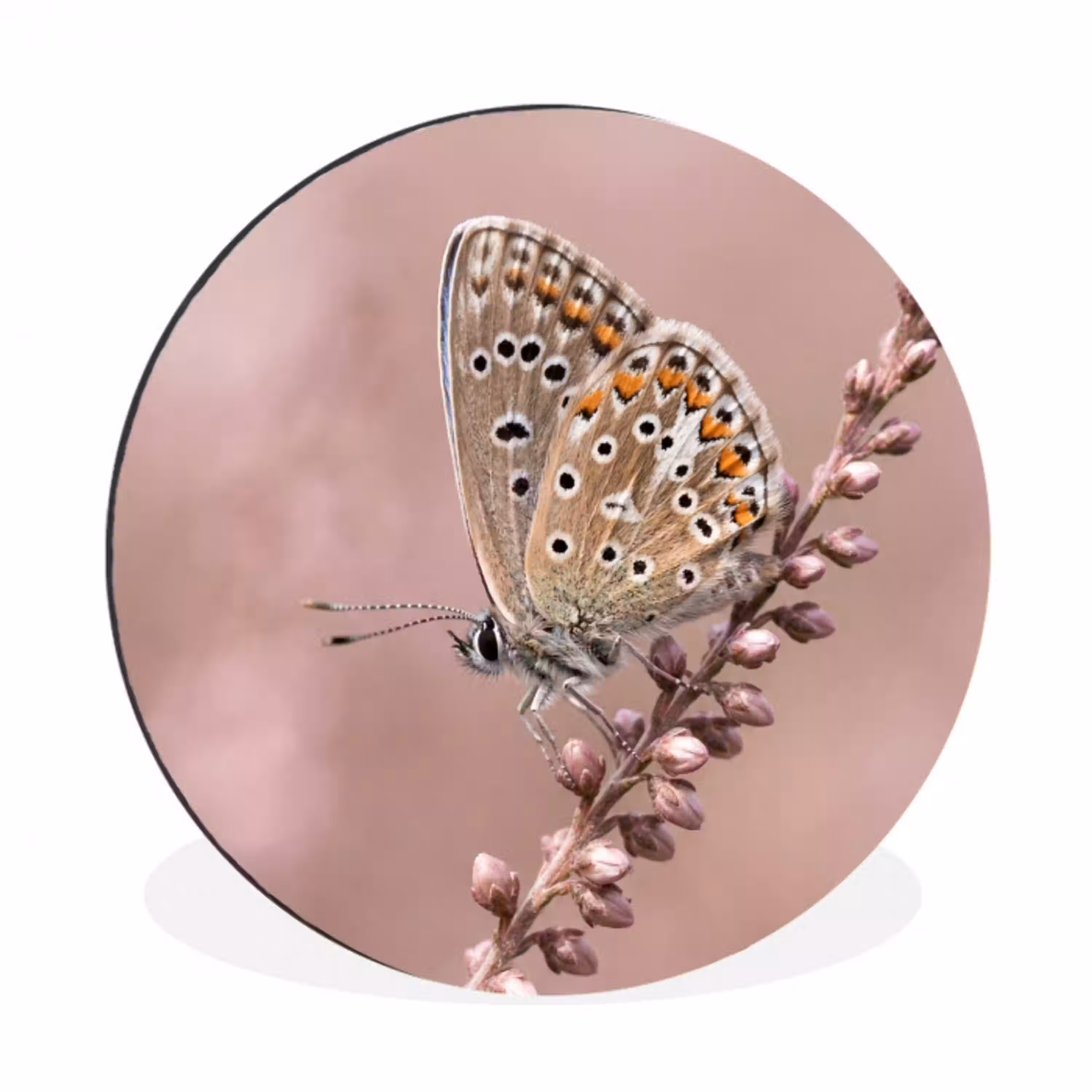 Lavendel - Vlinder - Paars Wandcirkel aluminium klein -3d