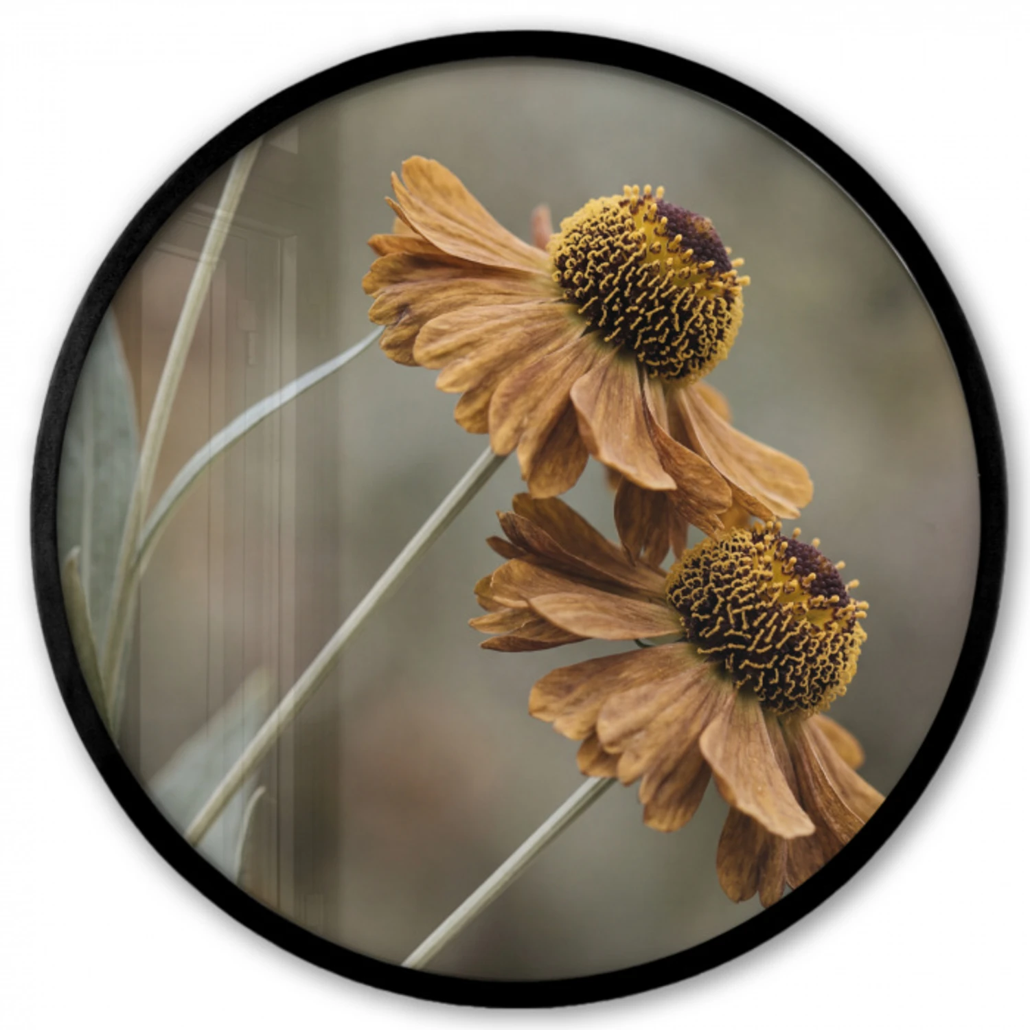 Zonnehoed - Droogbloemen - Geel - Warm Fotolijst rond zonder passe partout klein -3d