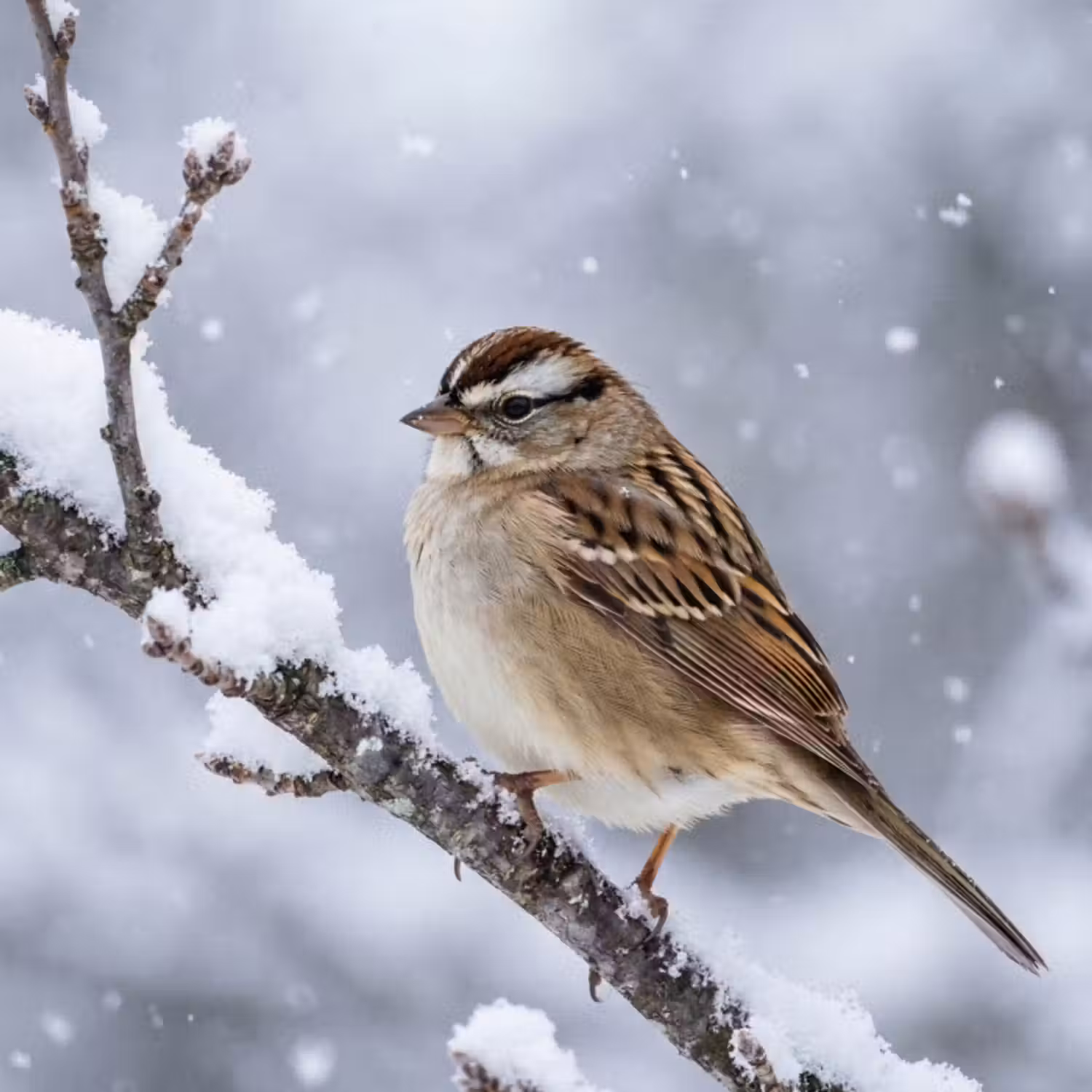 Behang - Vogel - Tak - Sneeuw - Winter
