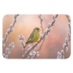 Groenling - Katjes - Lente - Natuur - Zacht Badmat klein -3d