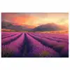 Lavendelveld - Zonsondergang - Paars poster papier klein -3d