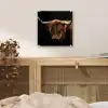 Schotse Hooglander - Horens - Zwart - Dieren - Natuur - Wild - Koe plexiglas 5mm klein -sfeer4