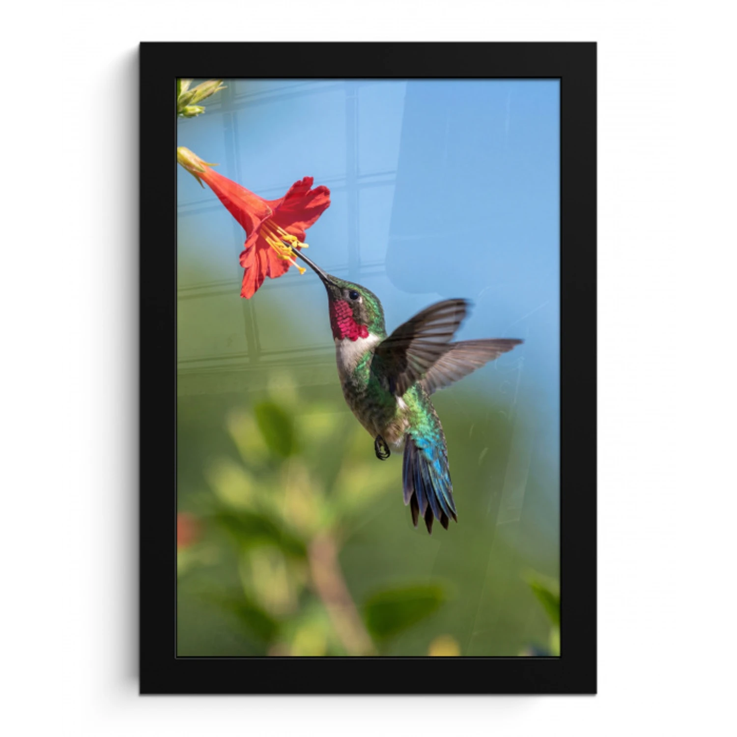 Kolibrie - Bloem - Natuur - Groen fotolijst zwart zonder passe partout klein -3d