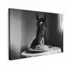 Paard - Bord - Pasta - Tafelkleed - Zwart Wit - Dieren Tuinposter op houten frame 2 cm dik klein -3d