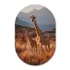 Giraffen - Hoog gras - Acaciabomen Wandcirkel Ovaal Forex klein -3d