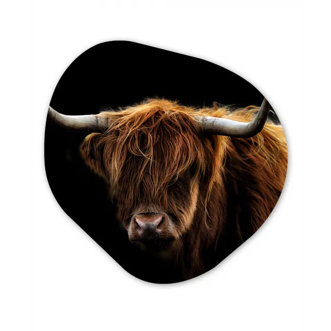 Organisch schilderij forex - Schotse Hooglander - Horens - Zwart - Dieren - Natuur - Wild - Koe