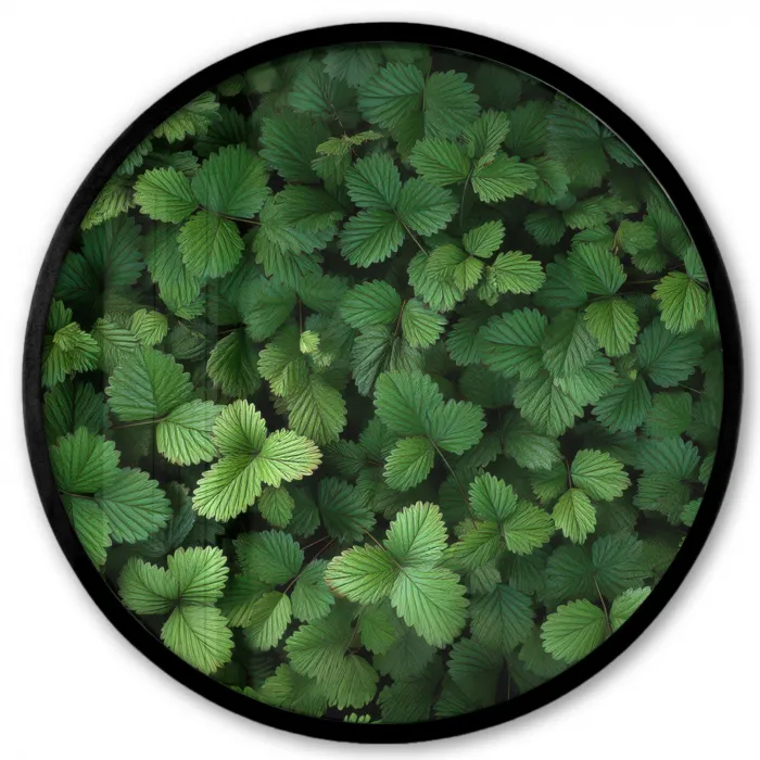Groen - Bladeren - Kartel - Zonlicht Fotolijst rond zonder passe partout klein -3d