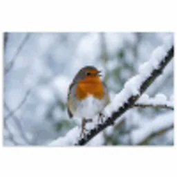Roodborstje - Tak - Sneeuw - Winter - Levendig poster papier klein -3d