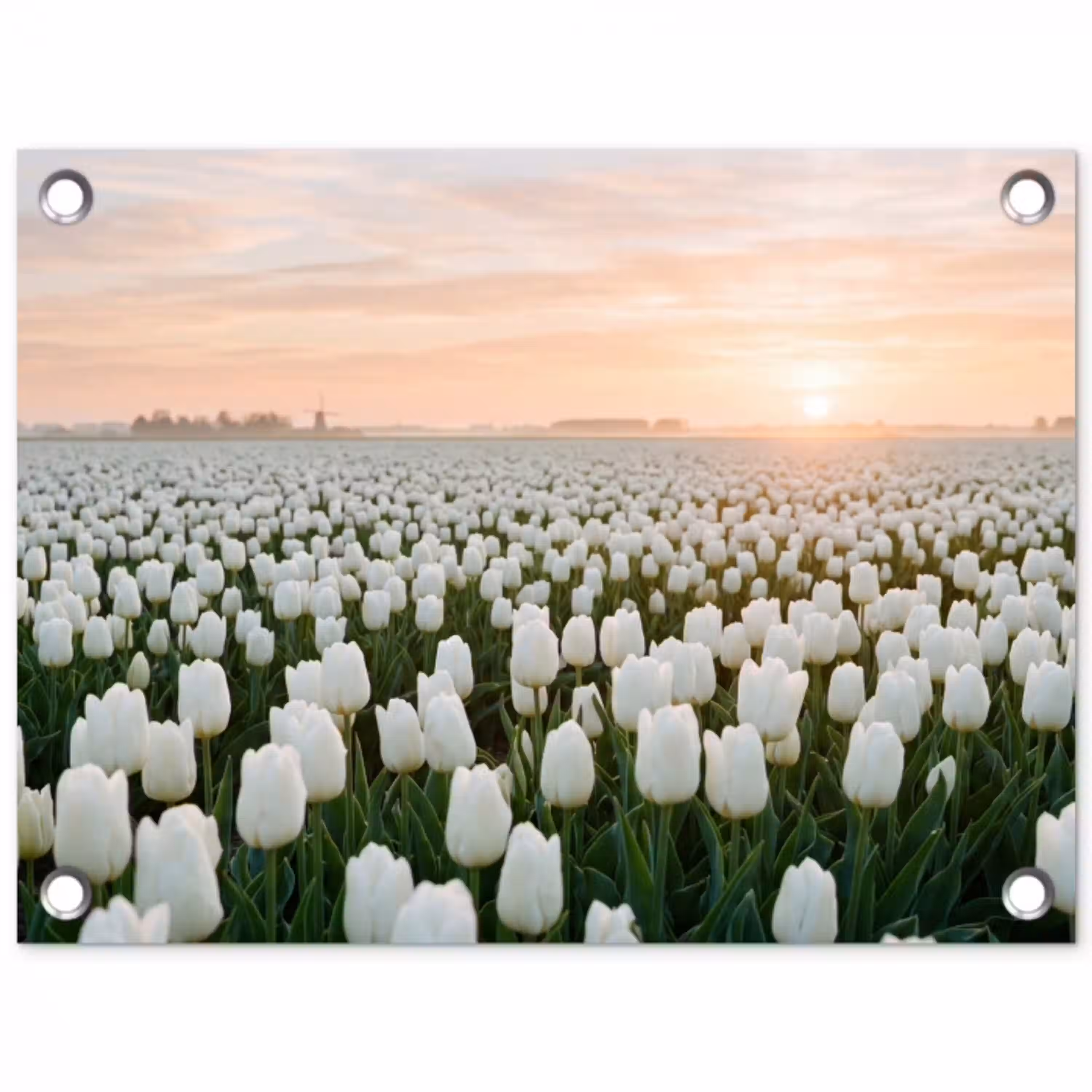 Tulpen - Landschap - Wit tuinposter los doek klein -3d