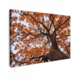 Boom - Bladerdak - Herfst - Oranje - Sfeervol canvas 2cm klein -z3d