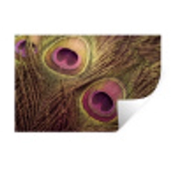 Pauw - Veren - Paars - Groen Muursticker klein -3d