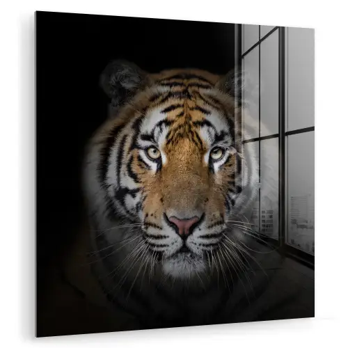 Tijger - Wilde dieren - Portret - Zwart - Dieren plexiglas 5mm klein -zzzproduct_nieuw