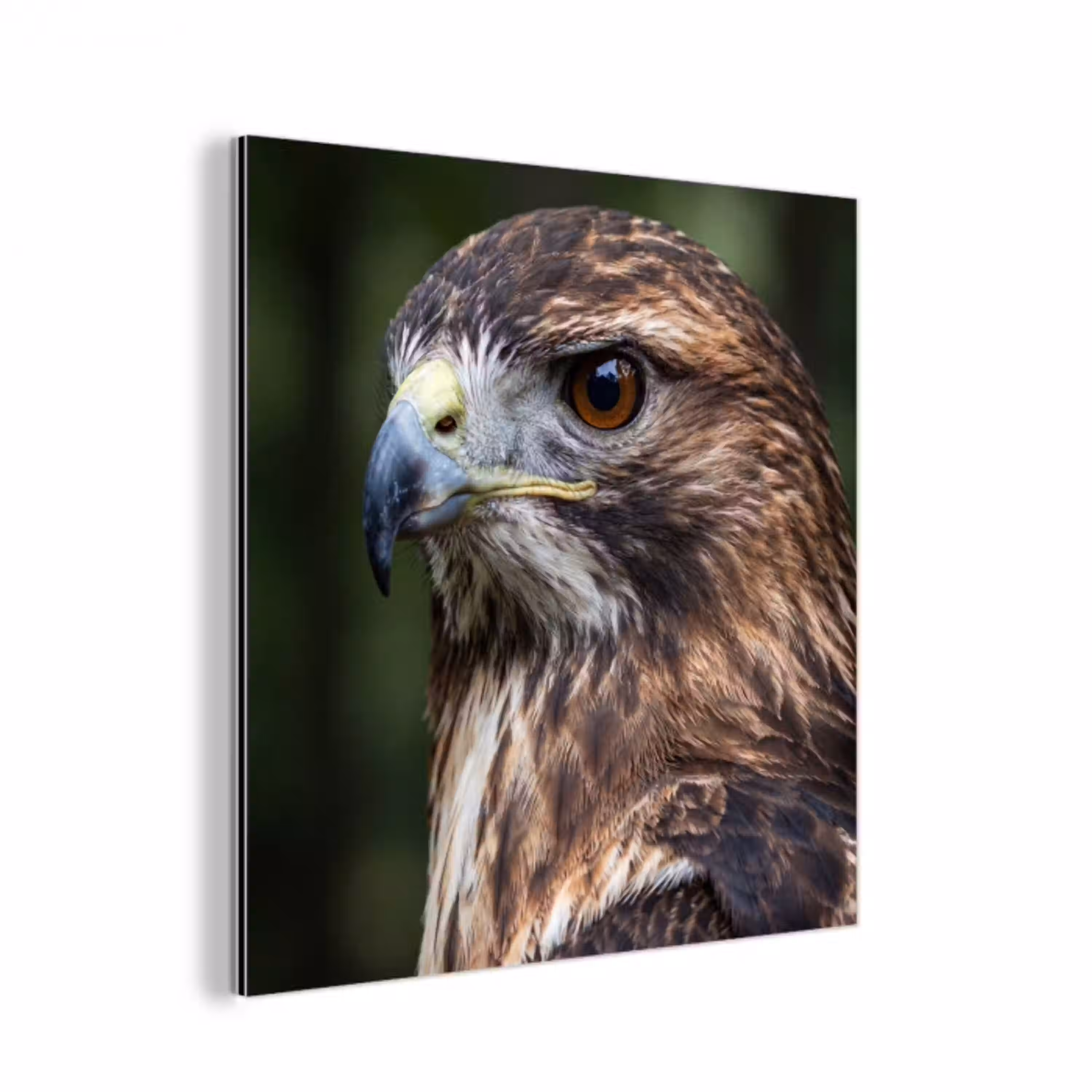 Buizerd - Roofvogel - Natuur - Bruin aluminium wit klein -3d