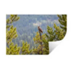 Uil - Oehoe - Bomen - Natuur Muursticker klein -3d