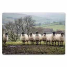 Schapen - Rij - Weide - Dieren - Platteland Placemat vinyl groot -zzsfeer1_Kitchenyeah-website