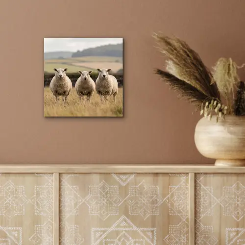 Schapen - Weidenlandschap - Heuvels aluminium wit klein -sfeer4