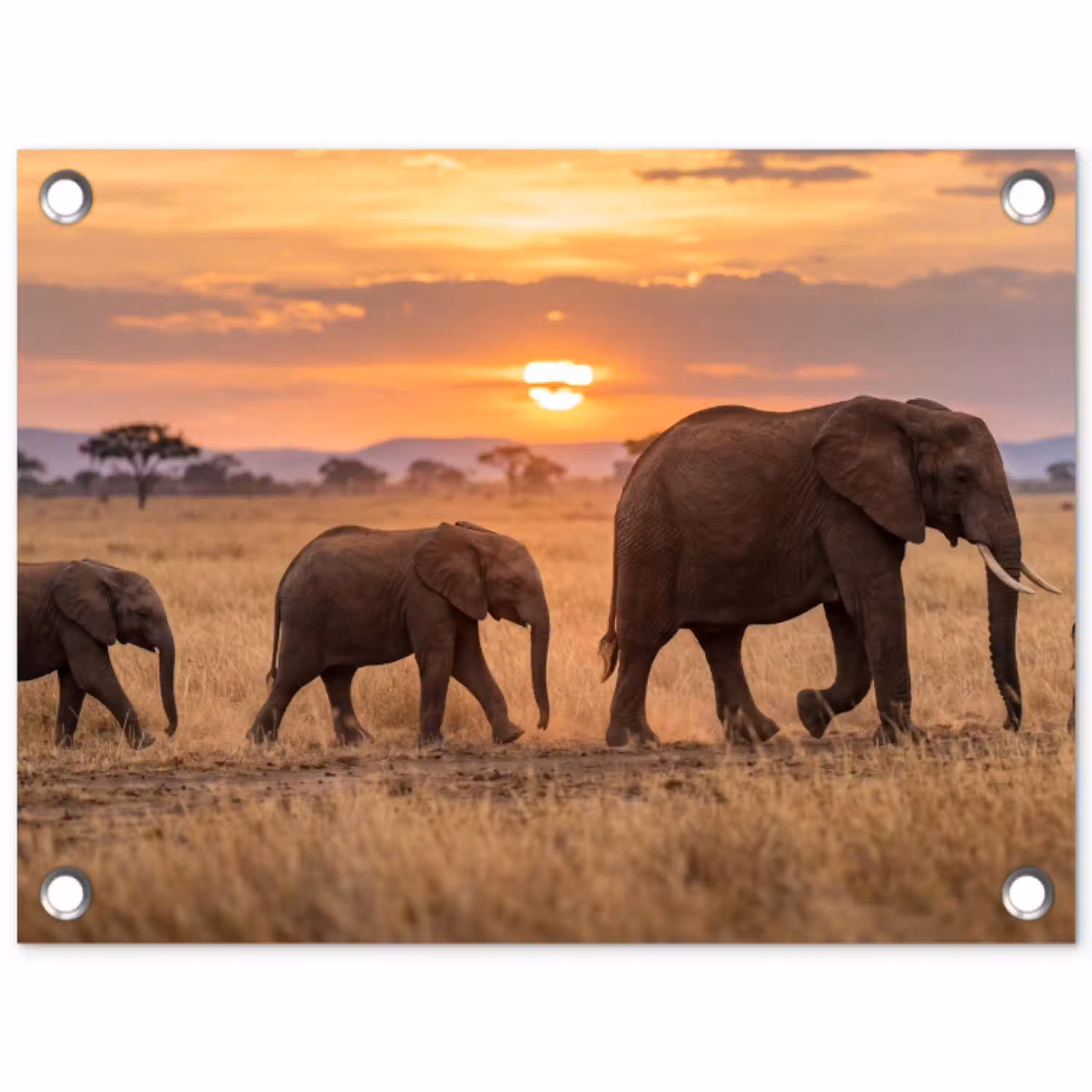 Olifanten - Savanne - Zonsondergang - Afrika - Warm tuinposter los doek klein -3d