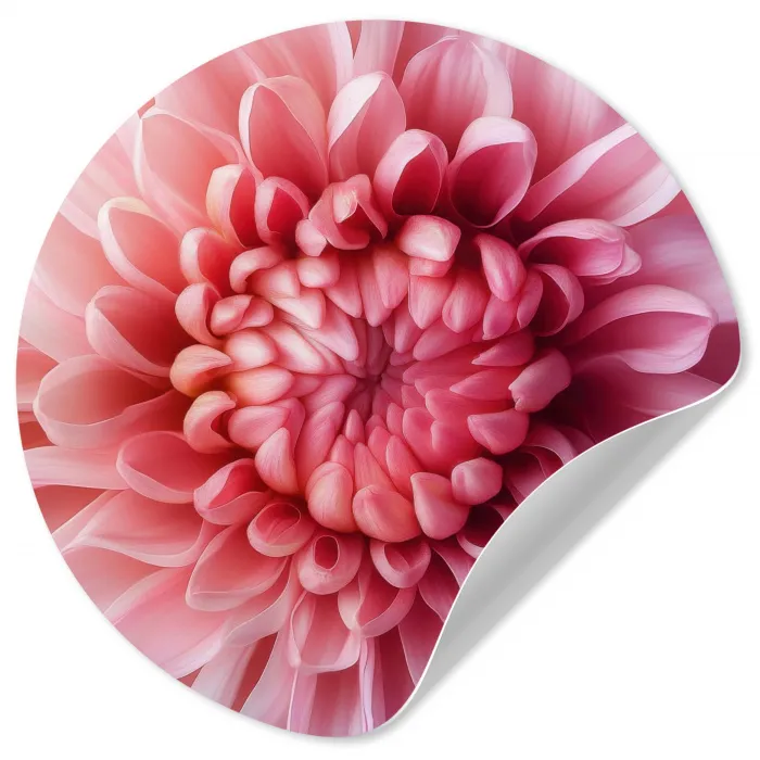 Dahlia - Bloem - Close up - Roze Wandcirkel behangsticker klein -3d