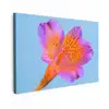 Bloem - Detail - Kleurrijk canvas 2cm klein -z3d