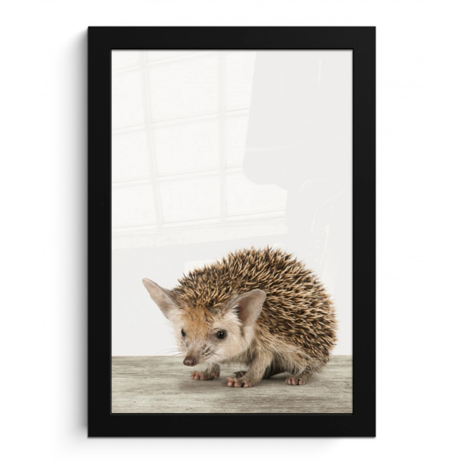 Egel - Dieren - Kinderen - Jongens - Meisjes fotolijst zwart zonder passe partout klein -3d