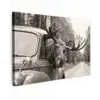 Eland - Auto - Gewei - Zwart - Wit Tuinposter op houten frame 2 cm dik klein -3d
