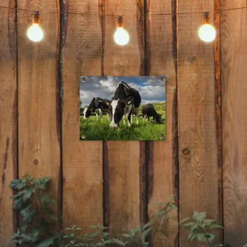 Koeien - Dieren - Gras - Weiland - Boerderij tuinposter los doek klein -sfeer1