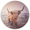 Schotse hooglanders - Licht - Lucht - Natuur Wandcirkel kunststof plaat 5mm dik klein -3d
