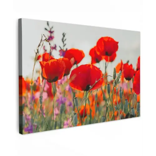 Bloeipracht van Klaprozen Tuinposter op houten frame 2 cm dik klein -3d