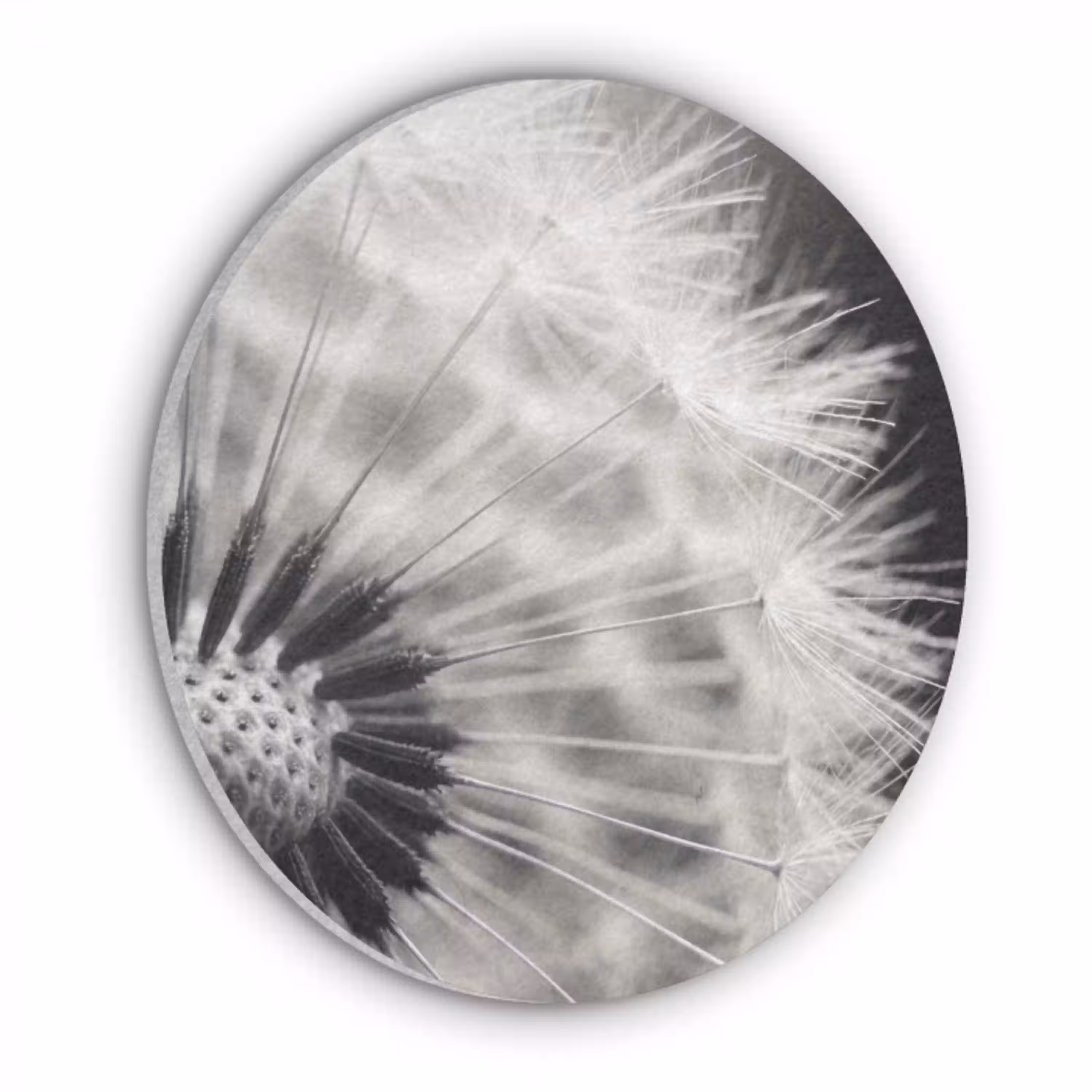 Paardenbloem - Zwart - Wit Akoestische PET Vilt - Rond klein -3d
