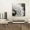 Paardenbloem - Zwart - Wit plexiglas 5mm klein -sfeer1
