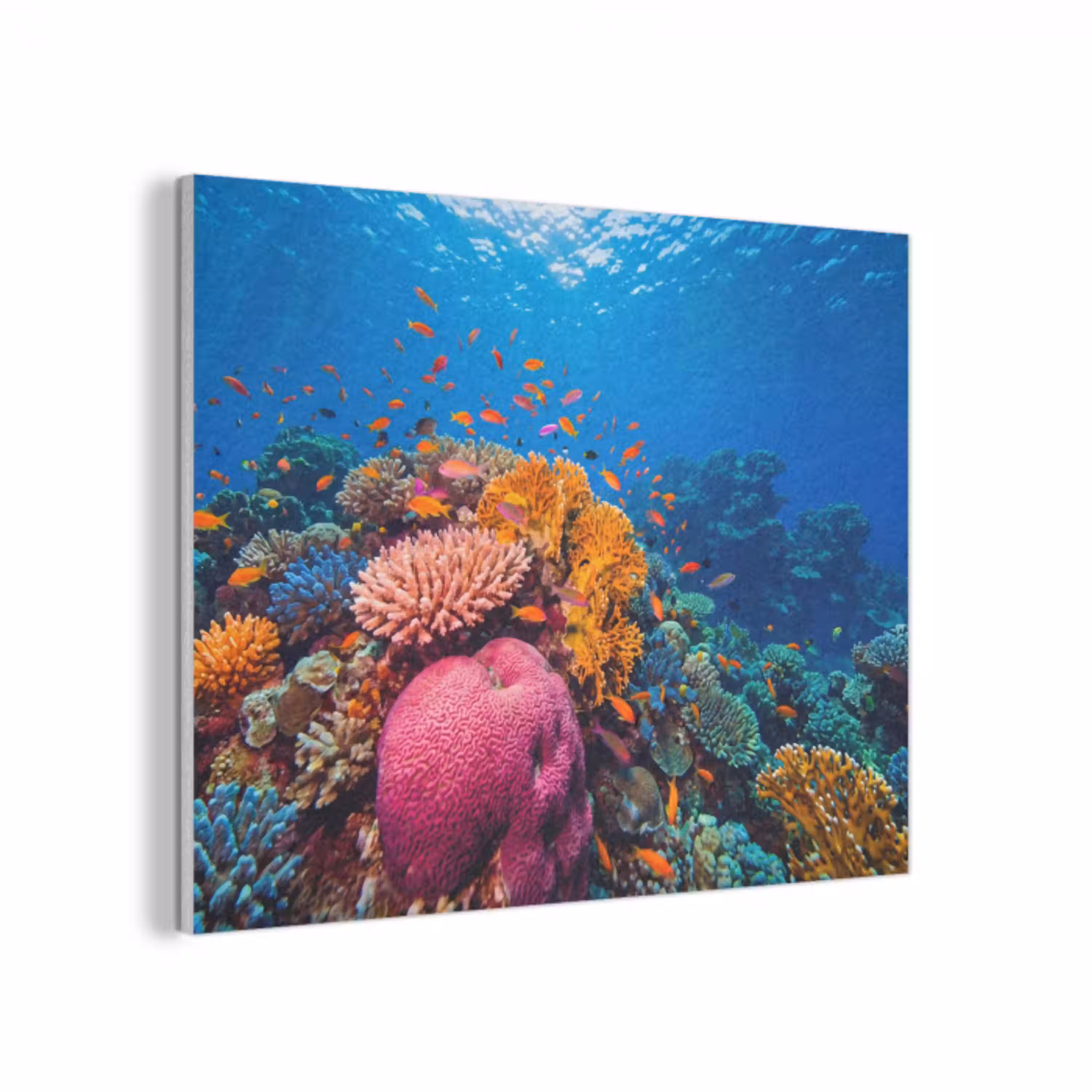 Koraal - Vissen - Oceaan - Natuur - Kleurrijk PET vilt klein -3d