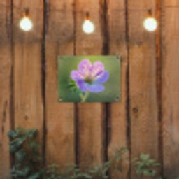 Bloem - Close up - Paars tuinposter los doek klein -sfeer1