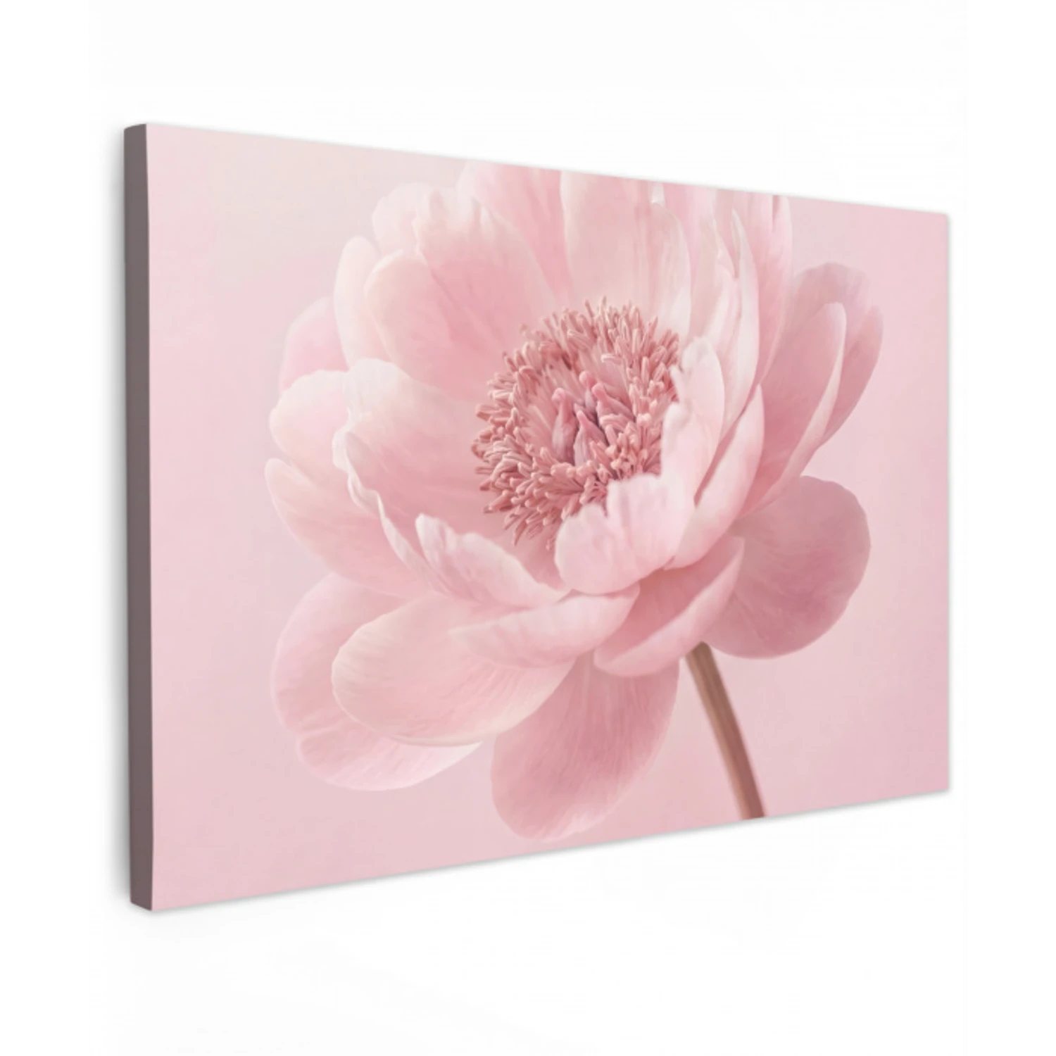 Bloem - Pioenroos - Roze Tuinposter op houten frame 2 cm dik klein -3d