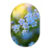 Bloemetjes - Blauw - Vergeet mij nietjes Wandcirkel Ovaal Glas middel -3d