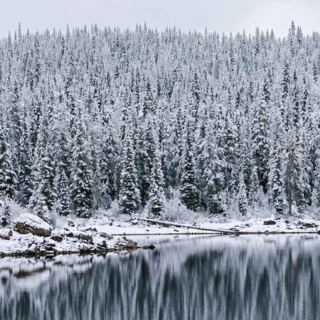 Behang - Bos - Reflectie - Meer - Winter - Serene