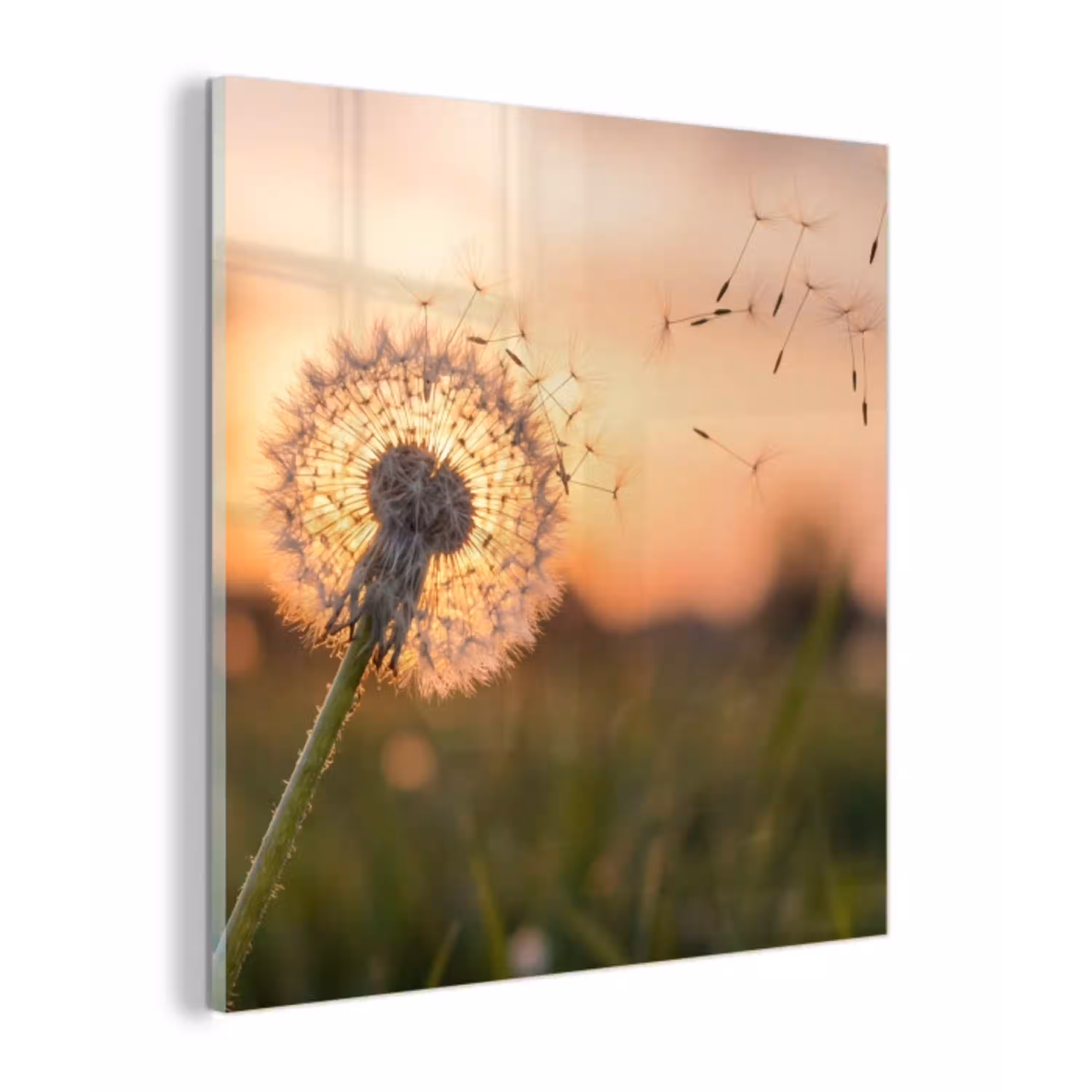 Paardenbloem - Zonsondergang - Veld plexiglas 5mm klein -z3d