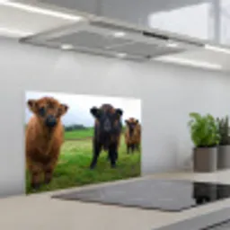 Schotse hooglander - Koeien - Natuur - Groen - Gras keuken achterwand spatscherm klein -3d_schuin